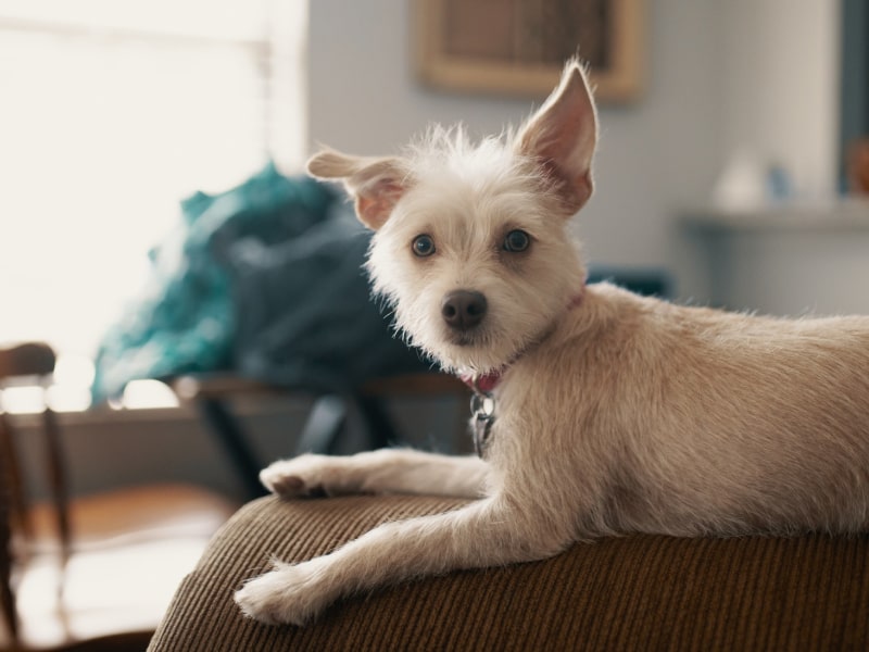 Are Dog Worms Bad For Humans